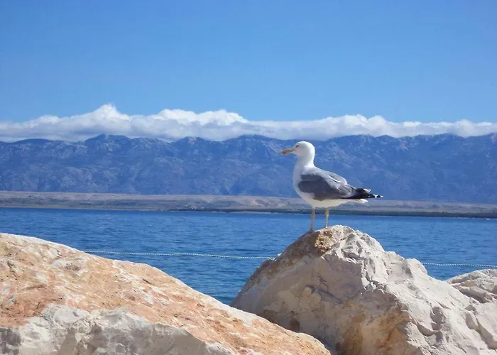 아파트 Caganic Bledi *